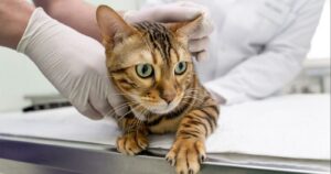 Cara Mengidentifikasi Gejala Keracunan pada Kucing dengan Cepat